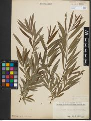 Foto von Salix purpurea L. x Salix viminalis L.